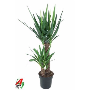 Yucca 60-30