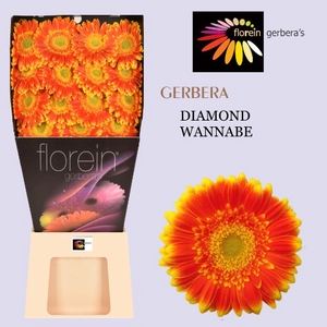 Gerbera Wannabe Diamond