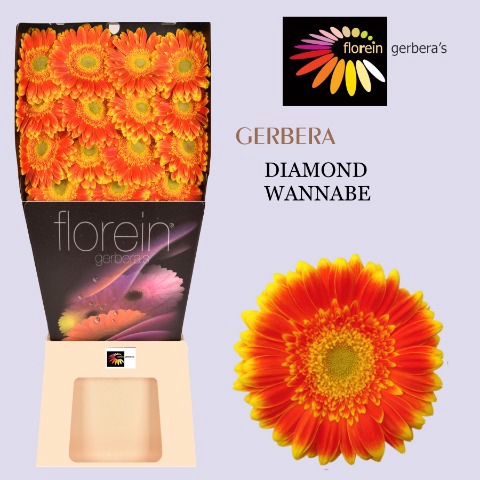 <h4>Gerbera Wannabe Diamond</h4>