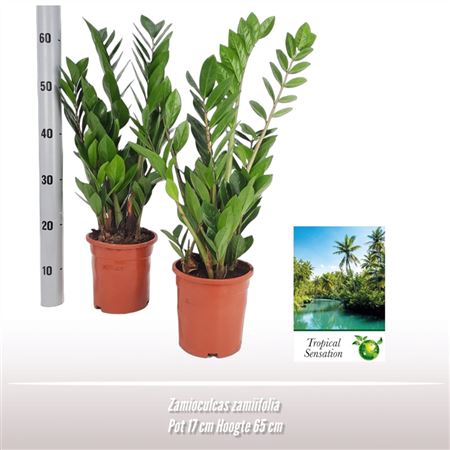 <h4>Zamioculcas Zamiifolia</h4>