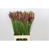 Nerine Mister Nick