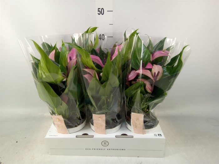 <h4>Anthurium  'Zizou'</h4>