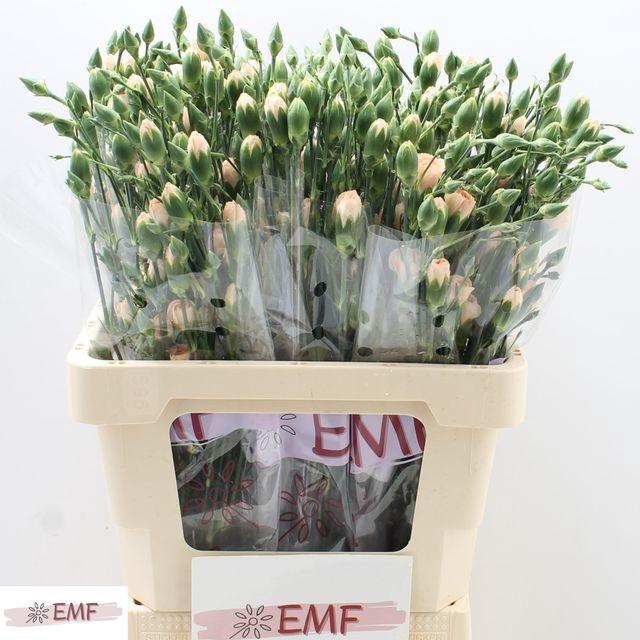 <h4>DI TR HAMADA</h4>