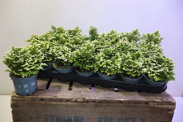 <h4>arr8 Selag M Jori</h4>