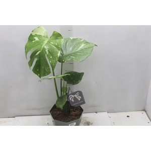 MONSTERA THAI CONSTELLATION P18