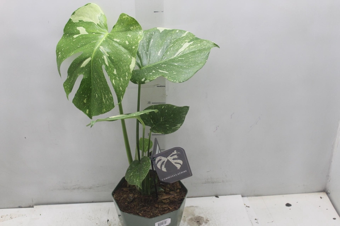 <h4>MONSTERA THAI CONSTELLATION P18</h4>