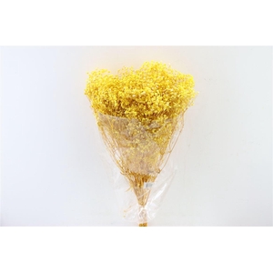 Pres Gyps Bq Yellow Bunch