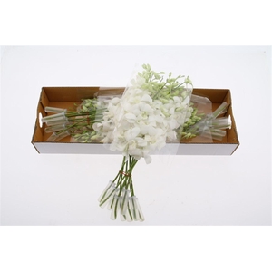 Dendro Big White Sx30