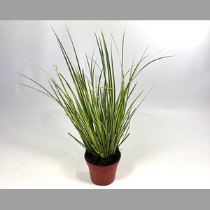 ACORUS GRAM AUREOVAR