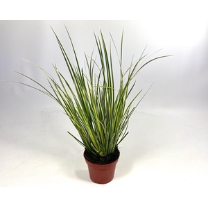 ACORUS GRAM AUREOVAR
