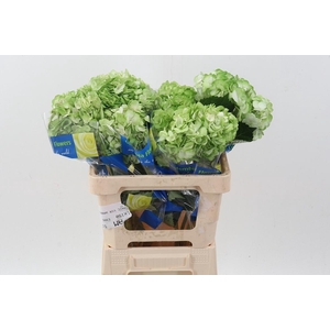 Hydr Cesped Green Tinted Sel