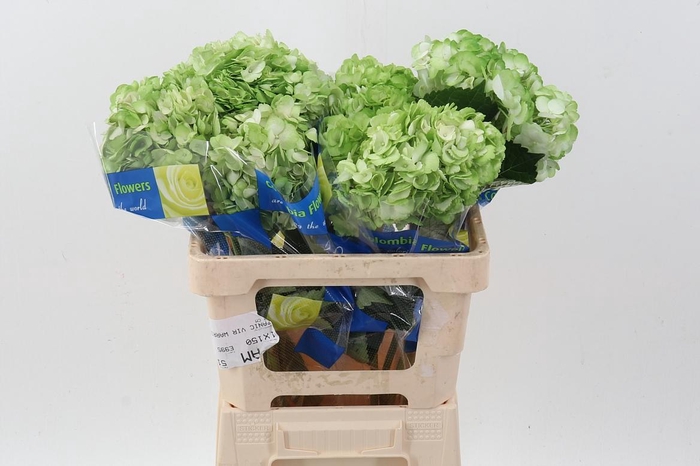 <h4>Hydr Cesped Green Tinted Sel</h4>