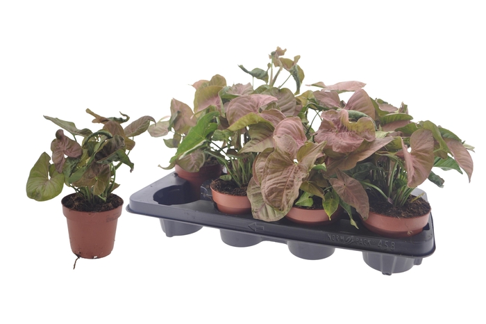 <h4>SYNG PODOPHYLLUM</h4>