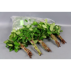Salal Tips (5 Bunch per Bag)