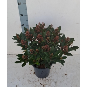 Rubella 21cm 30+ bloem