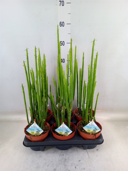 <h4>Euphorbia   ...</h4>