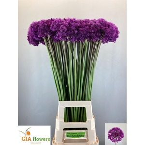 ALLIUM PURPLE SENS