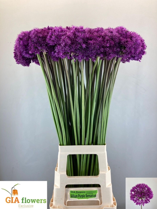 <h4>ALLIUM PURPLE SENS</h4>