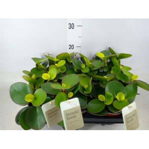Peperomia clusiifolia 'Red Margin'