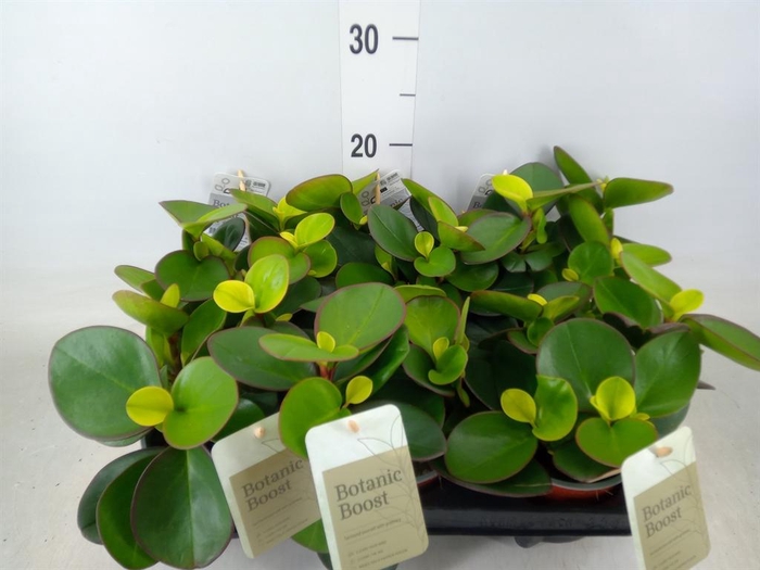 <h4>Peperomia clusiifolia 'Red Margin'</h4>