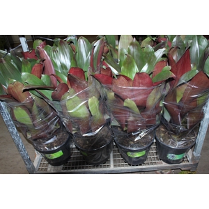 BROMELIA IMPERIAL P27 VERDE/VERMELHO
