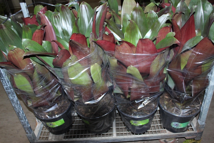 <h4>BROMELIA IMPERIAL P27 VERDE/VERMELHO</h4>