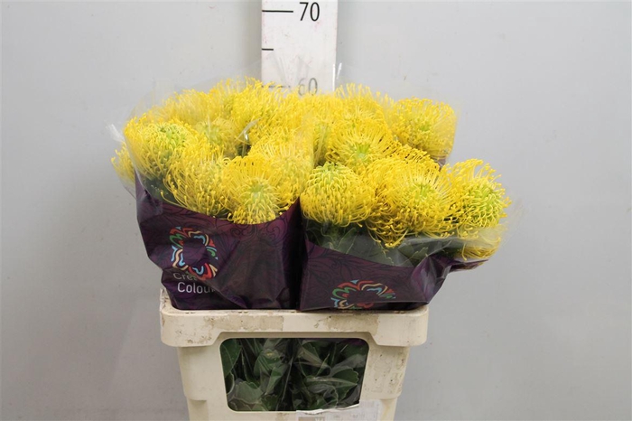 <h4>Leuco High Gold</h4>