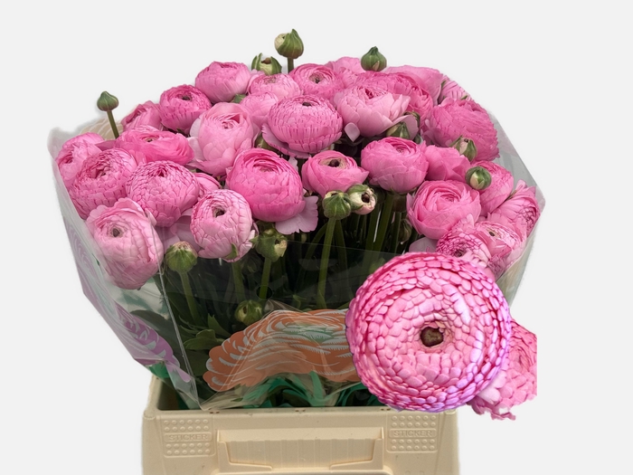 <h4>RAN AAZUR PINK</h4>