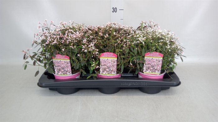 <h4>Euphorbia hyp. 'Diamond Frost'</h4>