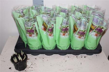 <h4>Crocus Ov In Pot</h4>