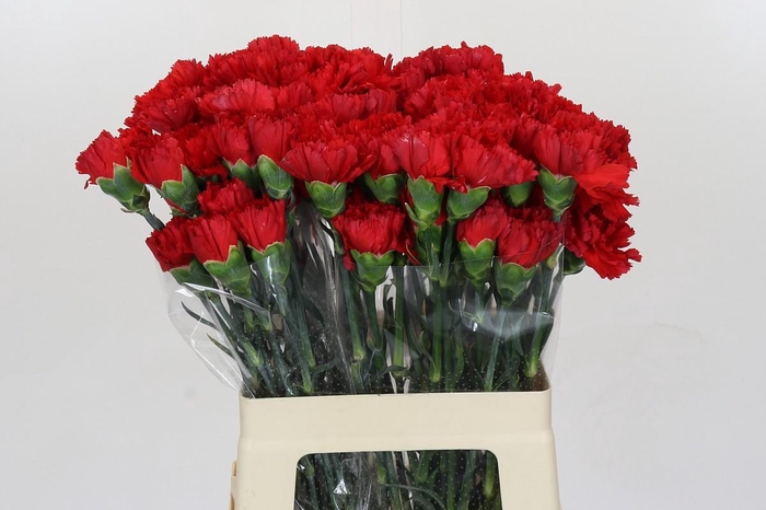 <h4>Dianthus St Turbo</h4>