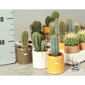 CACTUS OV