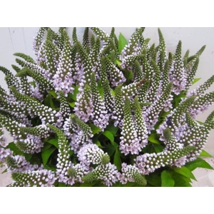 Lysimachia G Sweet Milka