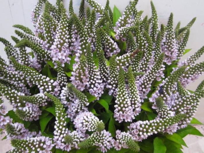<h4>Lysimachia G Sweet Milka</h4>