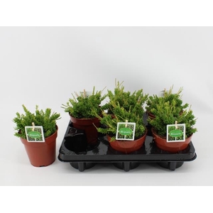 Rhipsalis mesembryanthemoides (Cites) 12Ø 20cm