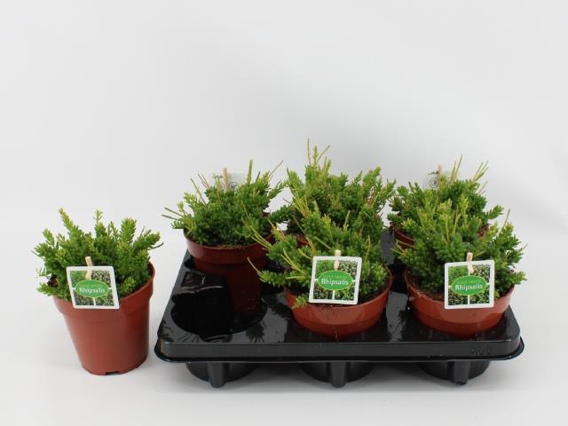 Rhipsalis mesembryanthemoides (Cites) 12Ø 20cm