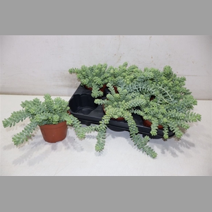 Sedum Burrito