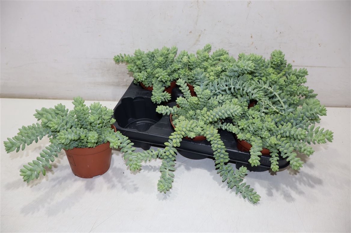 <h4>Sedum Burrito</h4>