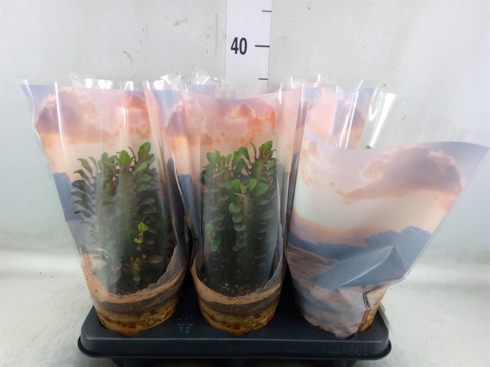 <h4>Euphorbia trigona 'Rubra'</h4>
