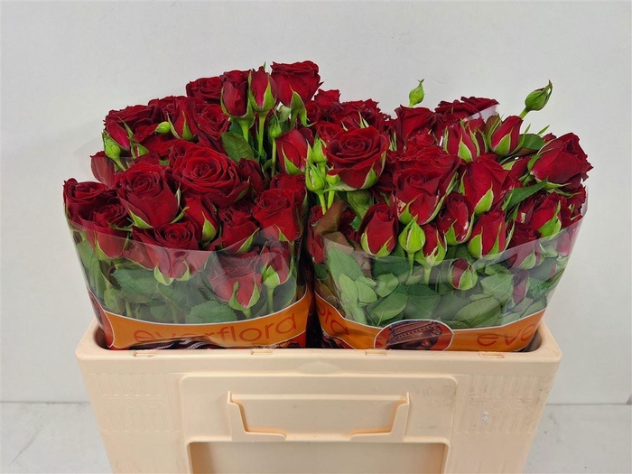 <h4>R TR IN LOVE</h4>