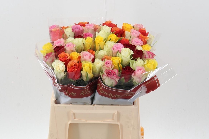 <h4>R Gr Gem In Bos</h4>