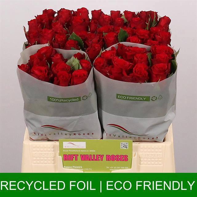 <h4>R GR RED TORCH</h4>