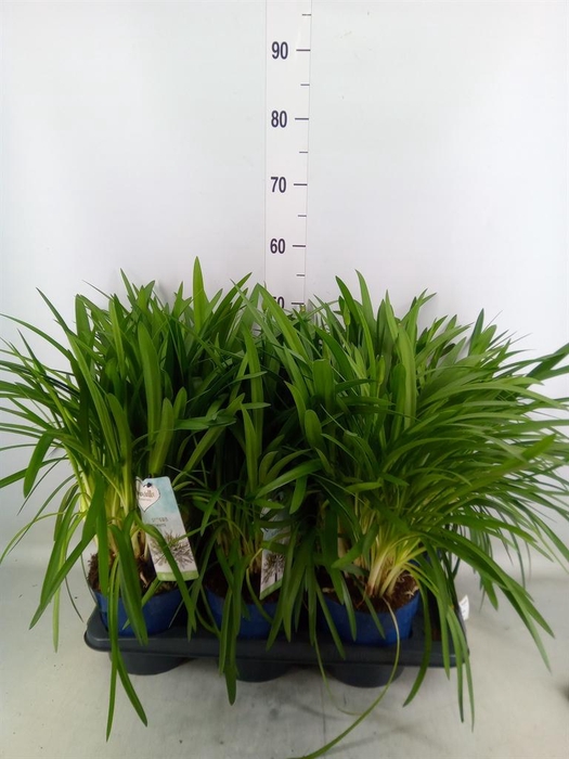 <h4>Agapanthus  'Amourette Superb Whit'</h4>