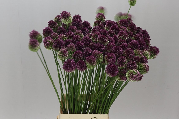 <h4>Allium Sphaerocephalon</h4>