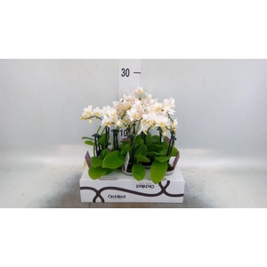 Phalaenopsis   ...mini