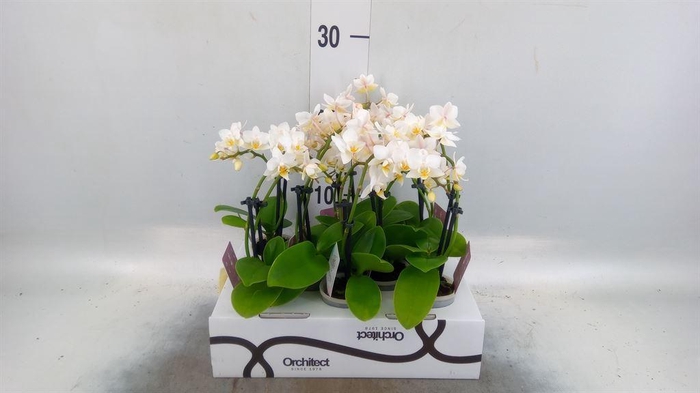 <h4>Phalaenopsis   ...mini</h4>