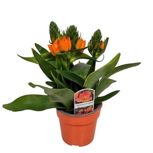 Ornitogalum Dubium Orange - 1153