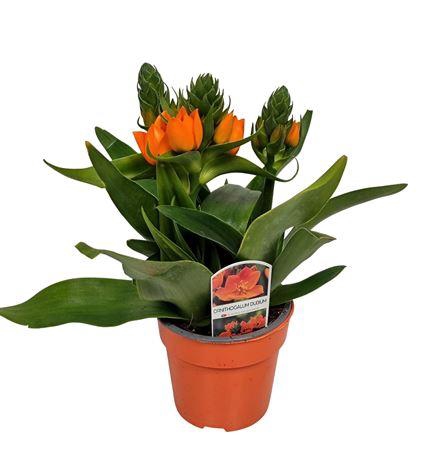 <h4>Ornitogalum Dubium Orange - 1153</h4>