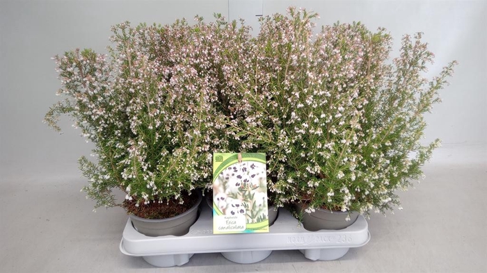 <h4>Erica   ...</h4>