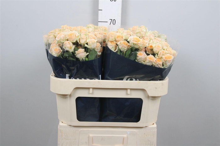 <h4>R Tr Trinity</h4>